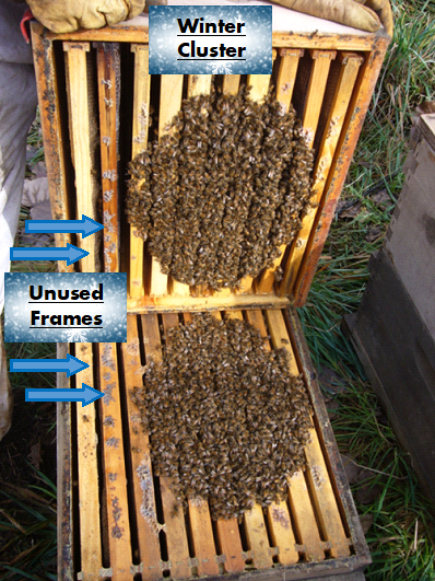 10 frame Langstroth hive opened to reveal that the bee’s winter cluster only takes up eight frames, two frames are unused.